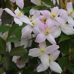 Pictons Variety Clematis Flowers