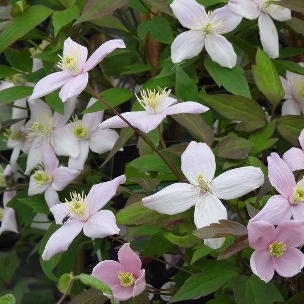 Pictons Variety Clematis Flowers
