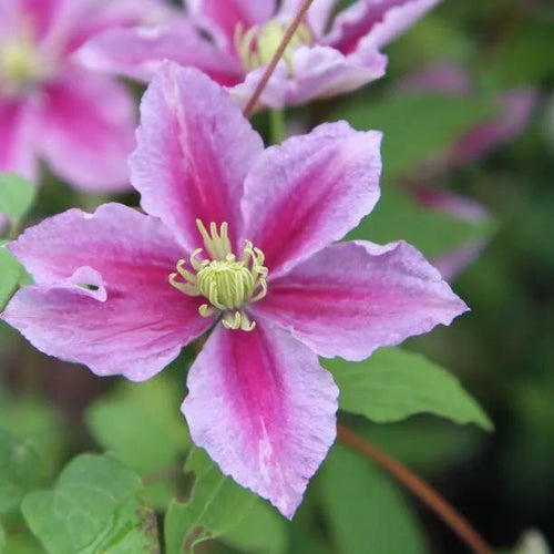 Piilu Clematis Flowers