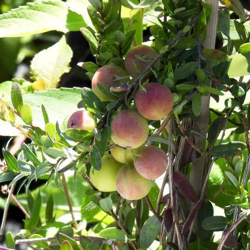 Pilgrim American Cranberries