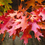 Pin Oak Autumn Leaves