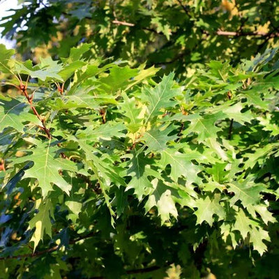 Close-up of Pin Oak tree leaves showing distinctive deeply lobed green foliage on branches