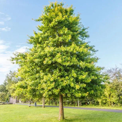 Mature Pin Oak tree in Summer