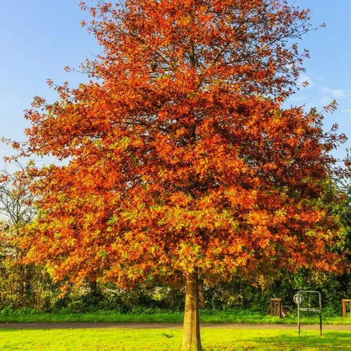 Mature Pin Oak tree in Winter