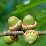 Pin Oak Tree Acorns