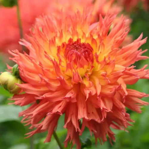 Pinelands Pam Dahlia Flowers