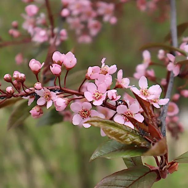 Pink Bird Cherry Tree Flowers