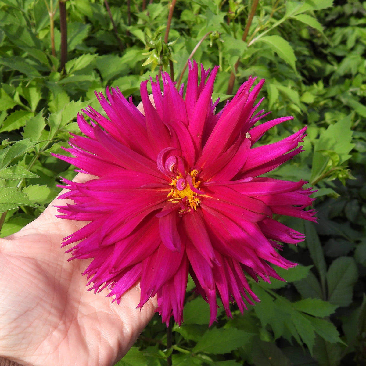A close-up of a bright magenta-pink dahlia flower held in a person's hand, with green garden foliage in the background.