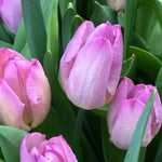 Pink Impression Tulip Flowers - Tulipa darwinii