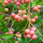 Pink Lemonade Blueberries on the bush