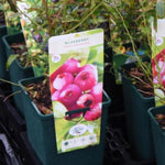 Pink Lemonade Blueberry Plant