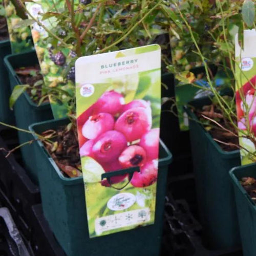 Pink Lemonade Blueberry Plant