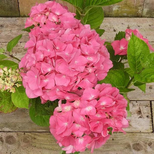 Pink Mop Head Hydrangea Flower