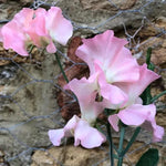 Pink Pearl Sweet Pea Flowers