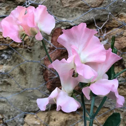 Pink Pearl Sweet Pea Flowers