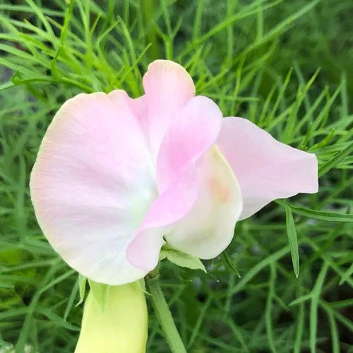 Pink Pearl Sweet Pea Flowers