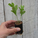 Pink Pearl Sweet Pea Seedling in a Jumbo Plug Showing Good Root Development