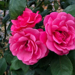 Pink Perpetue Climbing Rose Flowers