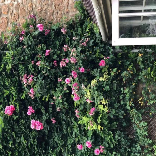 Pink Perpetue Climbing Rose Flowers