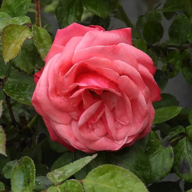 Pink Perpetue Rose Flowers in Flower