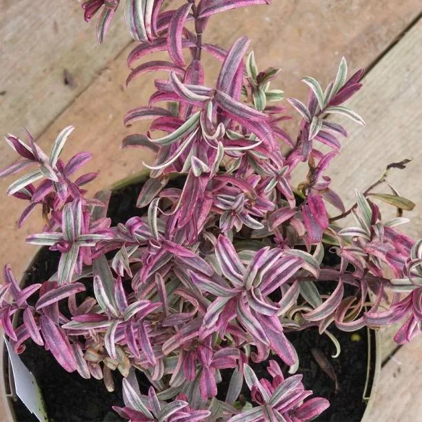 Pink Princess Hebe Leaves