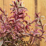 Pink Princess Hebe Leaves