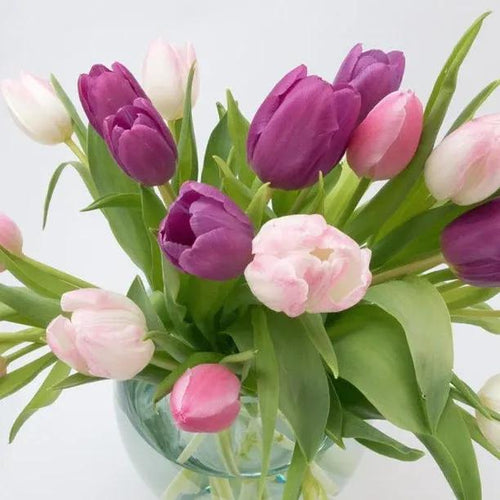 Pink-Purple Tulip Flowers - A Collection