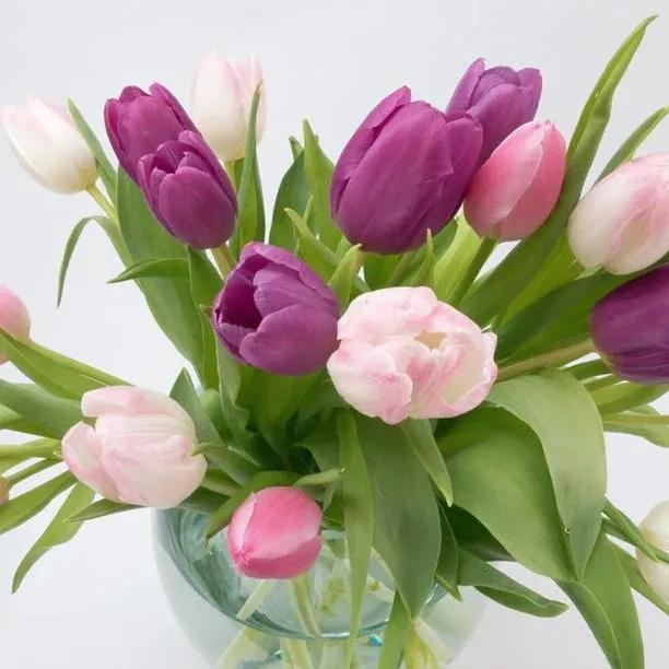 Pink-Purple Tulip Flowers - A Collection