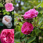 Collection of three pink shrub Rose Flowers