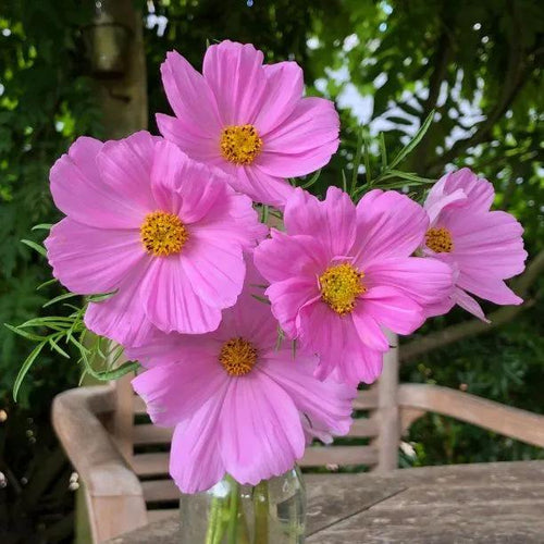 Pink Sonata Cosmos Flowers