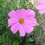 Pink Sonata Cosmos Flowers