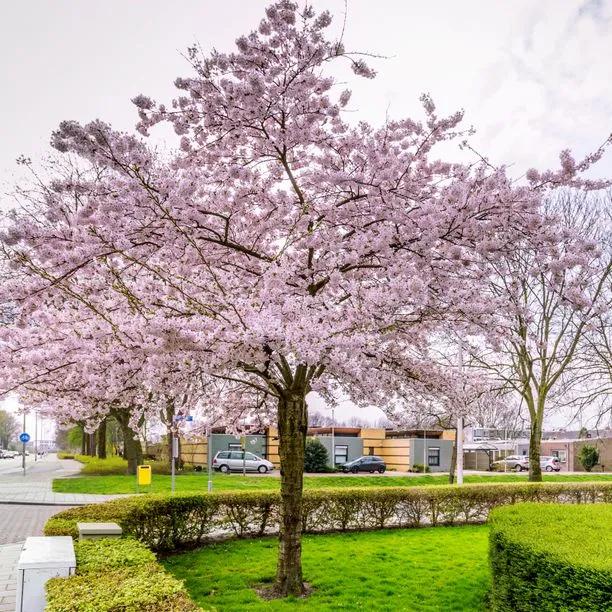 Autumnalis Pink Winter Cherry Tree in Flower