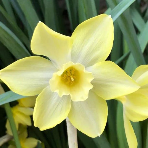 Pipit Daffodil Flowers