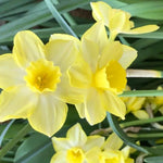 Pipit Daffodil Flowers