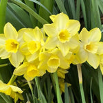Pipit Daffodil Flowers