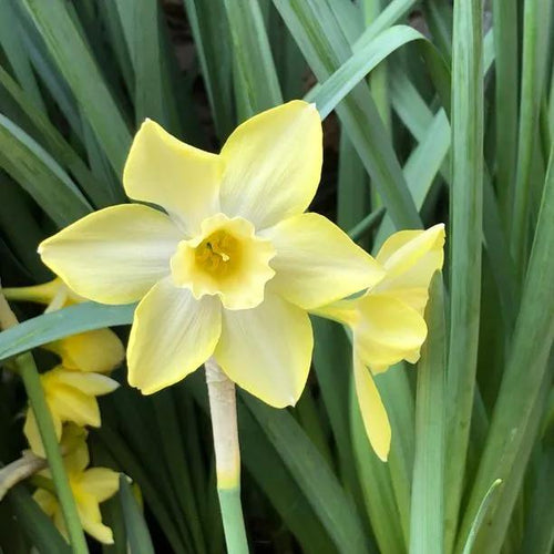 Pipit Daffodil Flowers