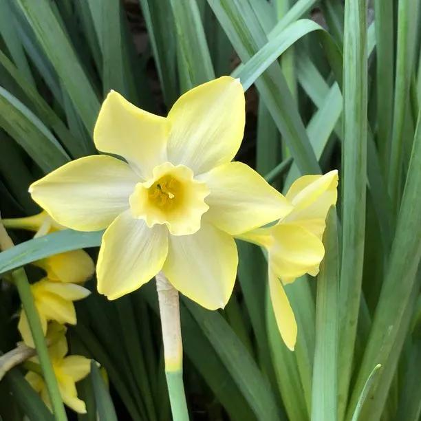 Pipit Daffodil Flowers