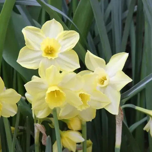 Pipit Daffodil Flowers
