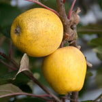 Pitmaston Pineapple Apples on the tree