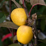 Pitmaston Pineapple Apples on the tree