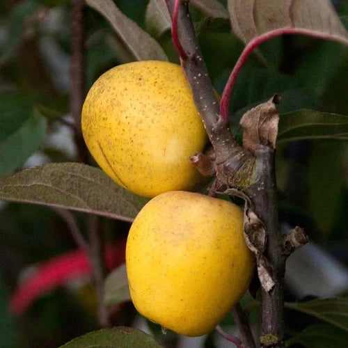 Pitmaston Pineapple Apples on the tree