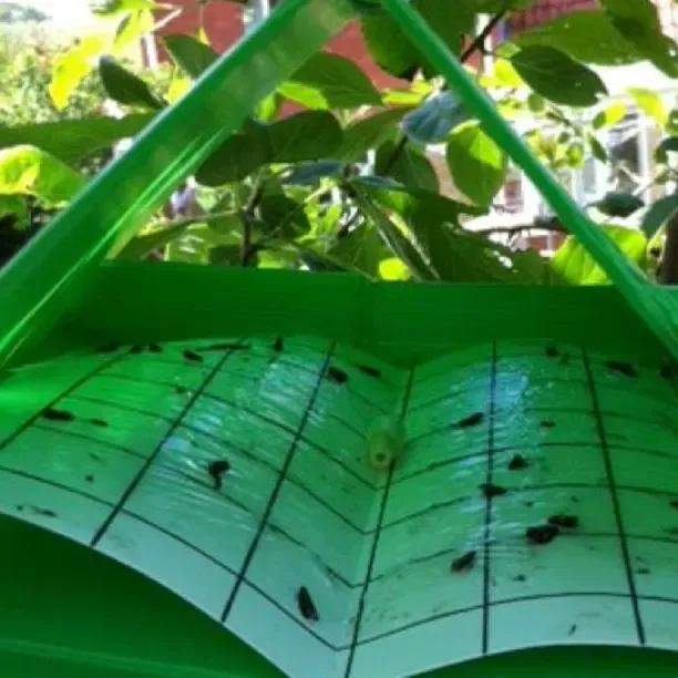 Plum Fruit Moth Pheromone Trap