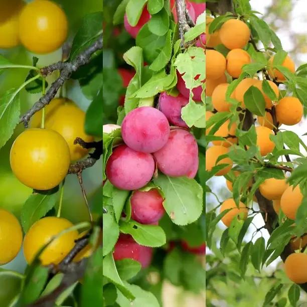 Plum Orchard Collection Fruit
