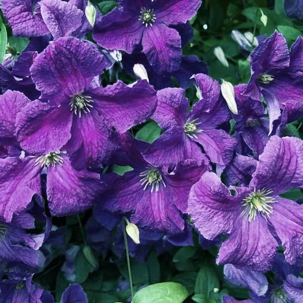 Polish Spirit Clematis Flowers