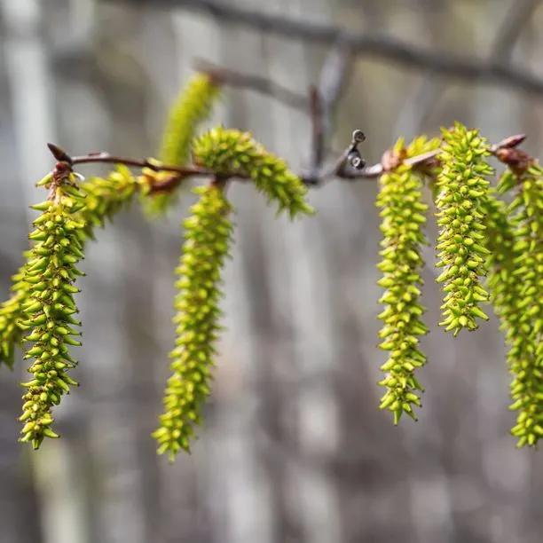Aspen Poplar tree's catkins in Spring