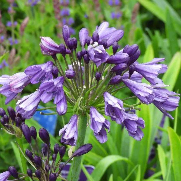 Poppin' Purple Agapanthus Flowers