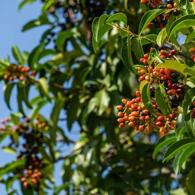 Portugal Laurel Prunus lusitanica Berries