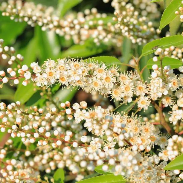 Portugal Laurel Flowers
