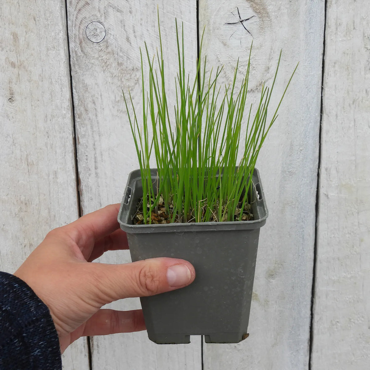Hand holding a small pot of chives against a wooden background