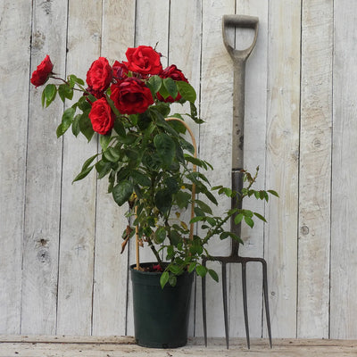 Potted rose (Dublin Bay) with red flowers next to a garden fork against a wooden background